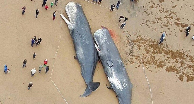 Відео: Чому мертві кити настільки небезпечні