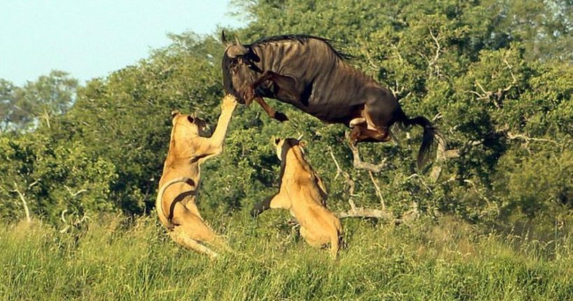 Відео: Антилопа вчинила неможливий стрибок, буквально пролетівши над левицями
