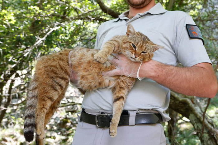 Вчені виявили новий вид кішки, який раніше вважався міфічним 