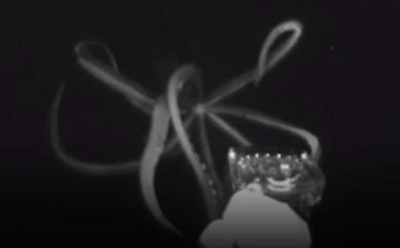 Відео: Гігантський кальмар з'явився з глибини і спробував напасти на апарат вчених