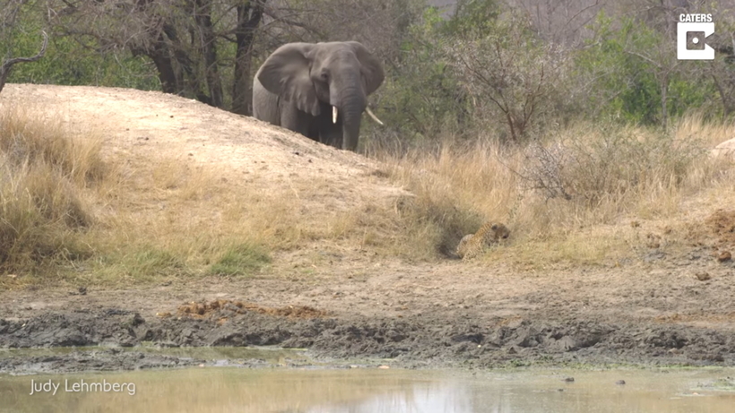 Відео: Леопард вже приготувався напасти на антилопу, коли ззаду з'явився слон