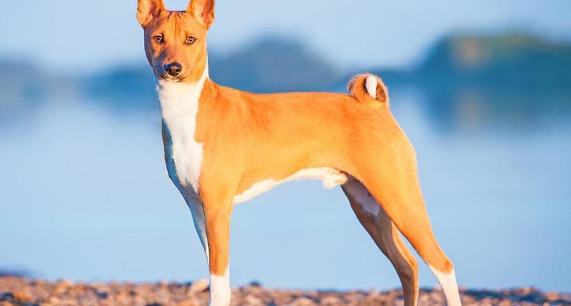 Басенджи — єдині собаки, які не вміють гавкати