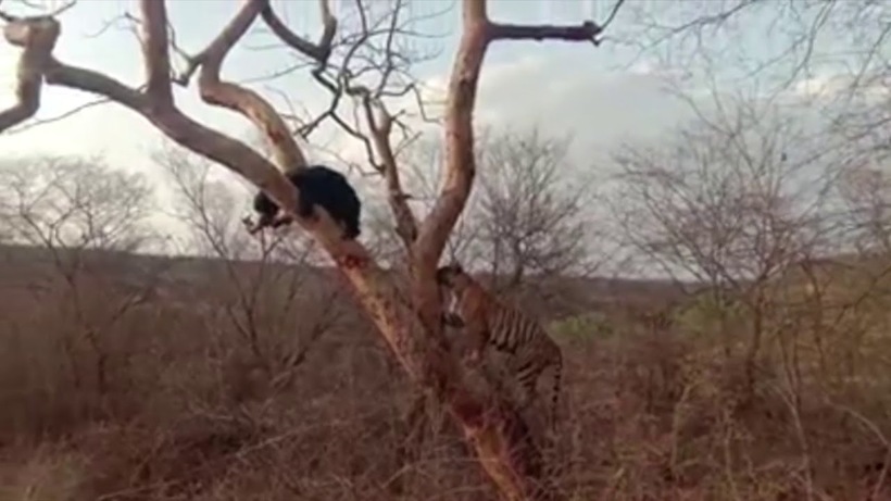 Відео: Тигр загнав ведмедя на дерево, але той несподівано загарчав і вирішив дати відсіч