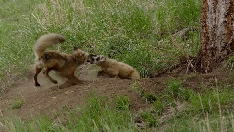 Відео: Борсук спробував вигнати з нори лисицю з дитинчатами, але та дала жорстку відсіч