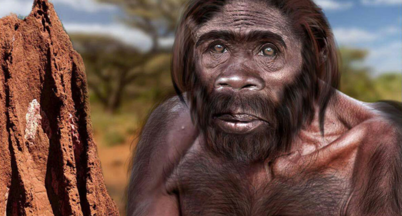 Homo naledi може відняти у людини вмілого звання першого представника роду Homo