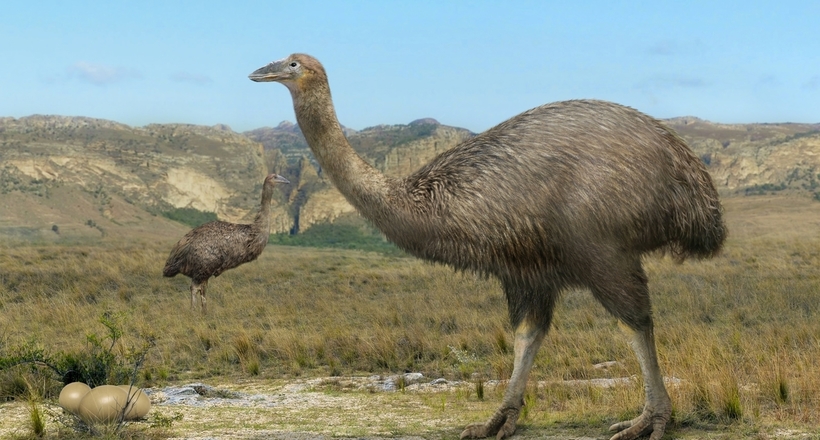 В Європі теж жили гігантські птахи вагою 450 кілограмів, не вміли літати 