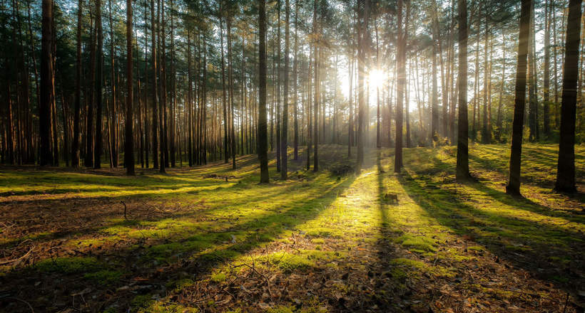 Фітонциди: в якому лісі корисніше гуляти для здоров'я