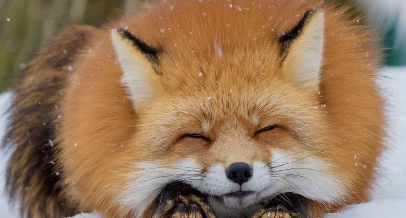 Домашні лисички з Новосибірська: як вчені приручили лис всього за 50 років