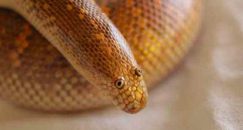 Змія, яка виглядає настільки дивно, що її називають найбезглуздішим тваринам