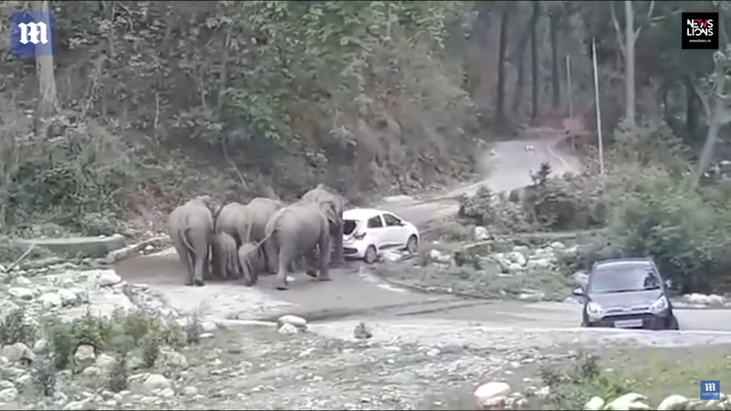 Відео: Слони розкидають стоять у них на шляху машини, немов ті іграшкові