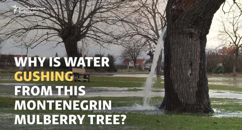 Відео: Реальне дерево в Чорногорії, з якого ллється вода з фонтану