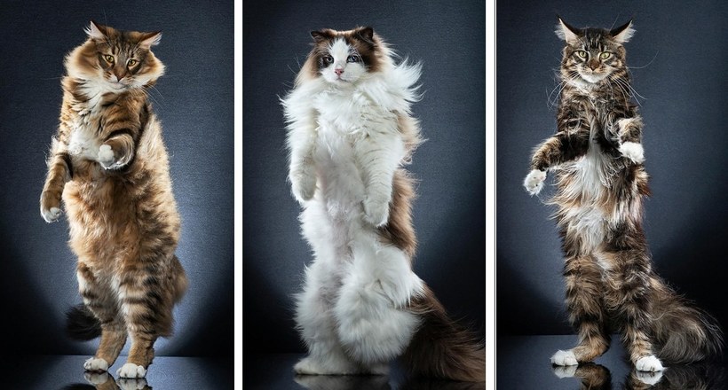 Фотограф знімає кішок, стоять на двох лапах, і ці портрети просто чарівні 