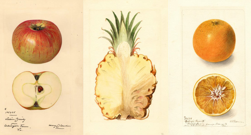 130 років тому в США документували в акварелі нещодавно відкриті ягоди і фрукти