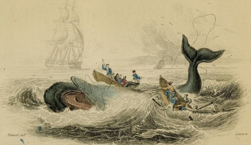 Реальний Мобі Дік: кит-вбивця, який майже 30 років нападав на кораблі китобоїв