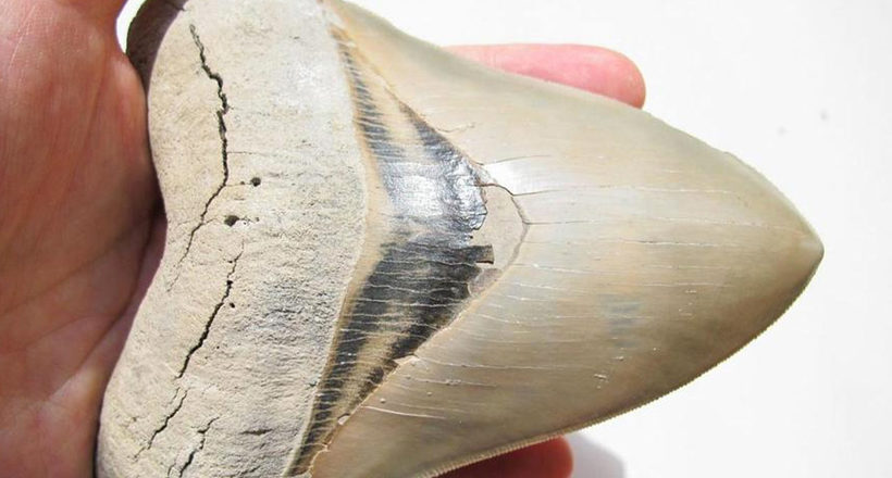 У США чоловік, прогулюючись по пляжу, знайшов величезний зуб доісторичного монстра