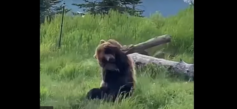 Відео: Ведмідь придумав собі веселе розвага з дерев'яною корчем