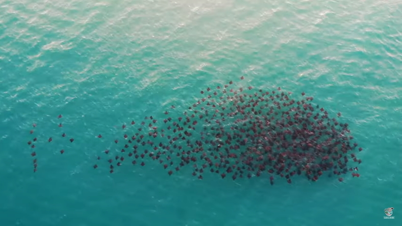 Відео: «Польоти» морських дияволів — саме захоплююче шоу живої природи