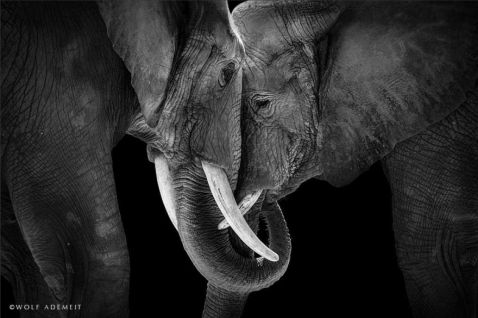 Слонова любов: Зворушливі фотографії гігантів, які підкорили світ