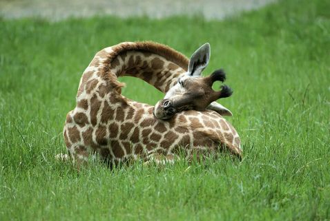 Швидше за все, ви ніколи не бачили, як жирафи сплять. І ось чому!