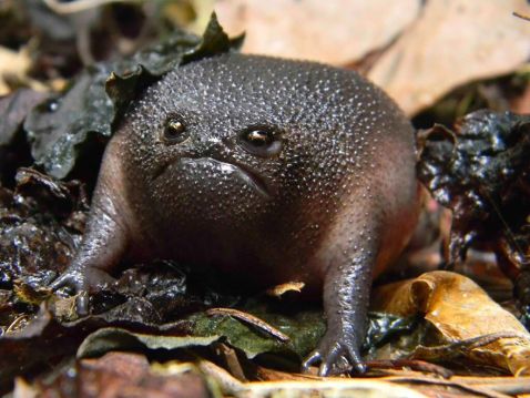 10 найкрутіших і незвичайних жаб у світі