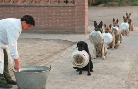 Дисципліні китайських поліцейських собак можна тільки позаздрити!