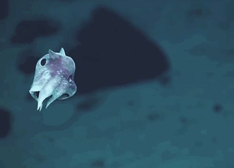 7 дивних істот з глибин океану, про які людство не знало раніше