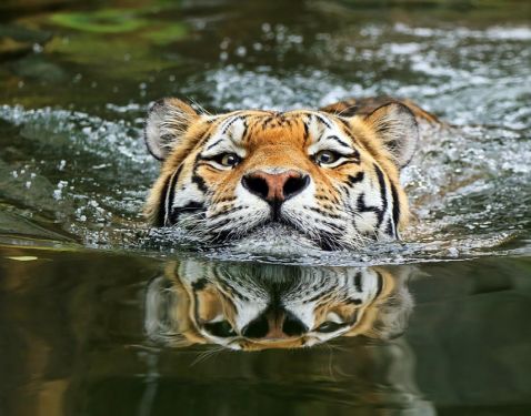 Тигри — дикий тваринний магнетизм в 20 приголомшливих фотографіях