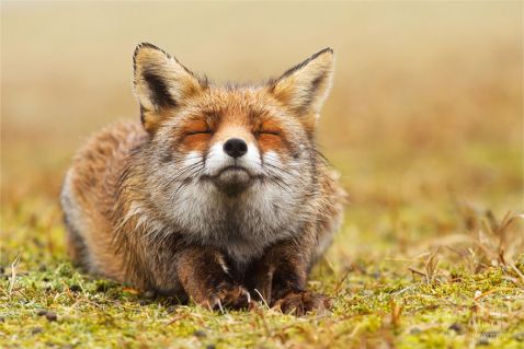 13 знімків чарівних лисиць, які вміють насолоджуватися життям
