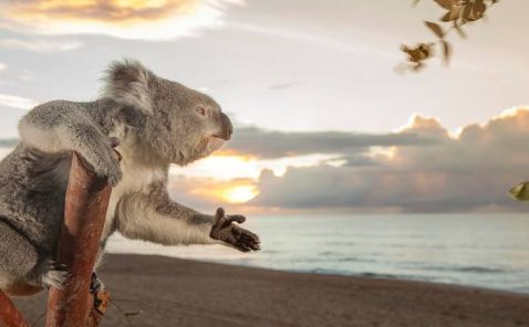 17 австралійських тварин, чарівність яких просто зашкалює