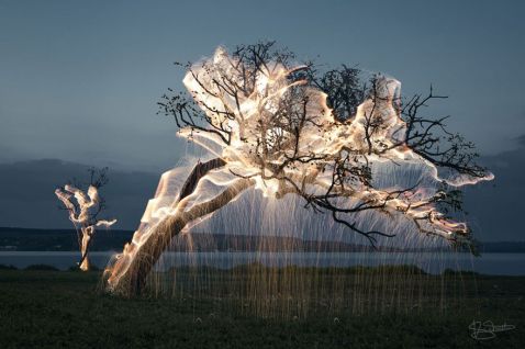 На цих приголомшливих знімках Вітора Шиетти світло стікає з дерев!
