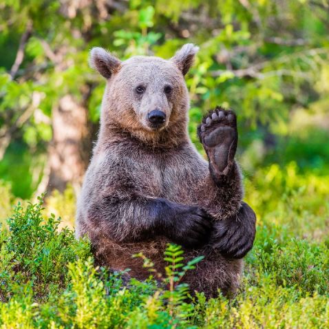 Безцінні уроки йоги від ведмедів із різних куточків нашої планети