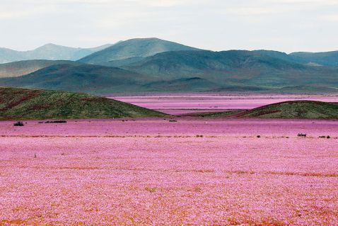 Ти не повіриш, але це квіткове поле ще недавно було самої сухої пустелею на планеті!