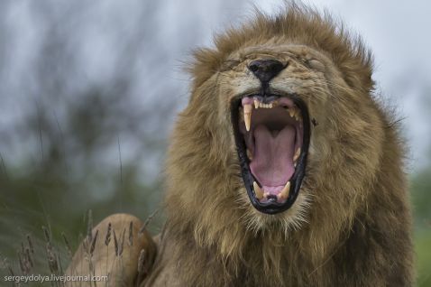 Битва африканських левів