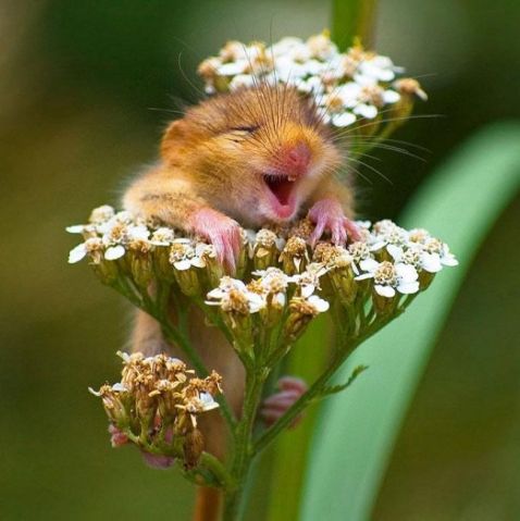 20 кумедних знімків диких тварин, які вміють радіти життю