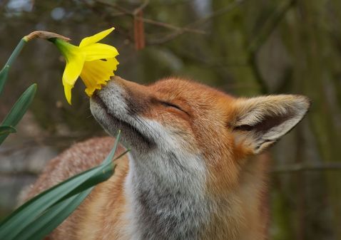 8 чарівних диких тварин, які теж люблять квіти