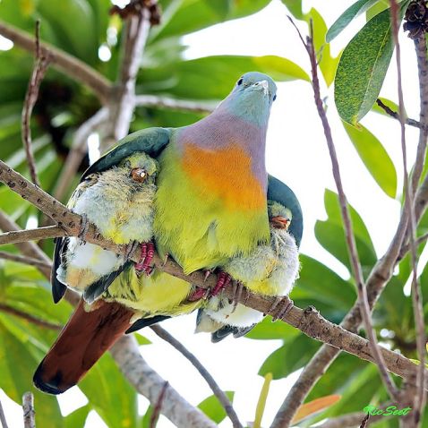 20 зворушливих знімків диких птахів, які піклуються про своїх дітей