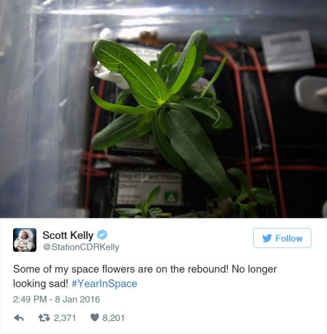 Астронавт НАСА виростив у космосі перший в історії квітка
