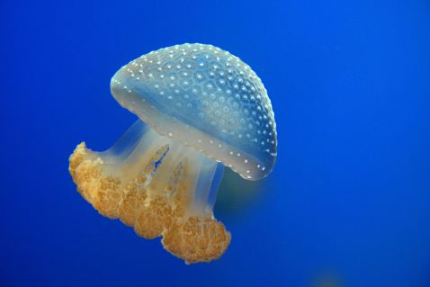 5 найнебезпечніших мешканців Чорного моря