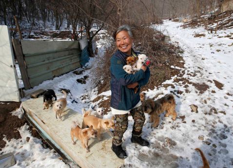 Ця дивовижна жінка з Південної Кореї рятує собак від жахливої смерті