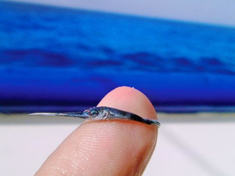 Морський біолог показав, як виглядає дитинча риби-меч