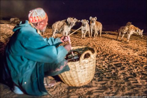 Розвага не для слабкодухих: годування гієн у Хараре