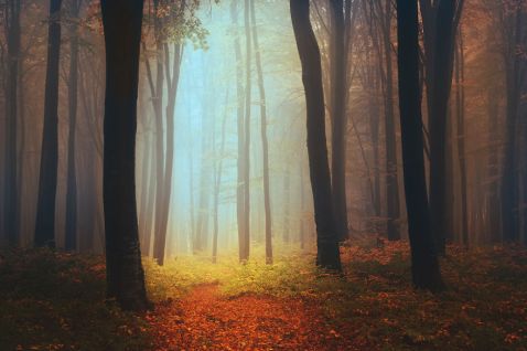 12 загадкових знімків лісів, після яких ти зрозумієш, що реальна казка!
