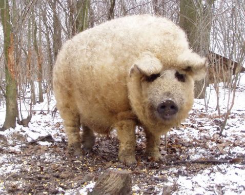 Знайомтеся з кошлатою свинею, яка виглядає як вівця, а веде себе як собака!