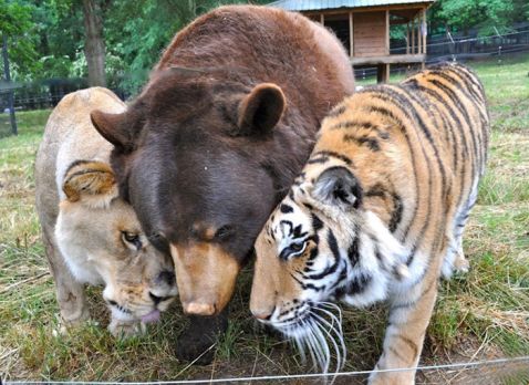 Ведмідь, лев і тигр не розлучаються вже 15 років!