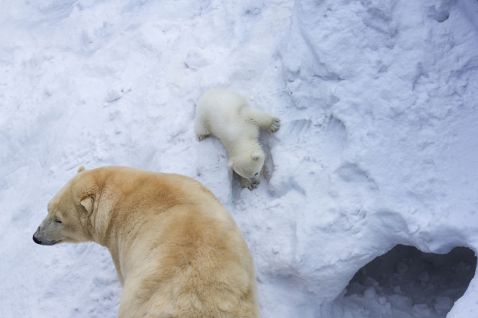 Біла ведмедиця грає зі своїм дитинчам в снігу в перший раз!