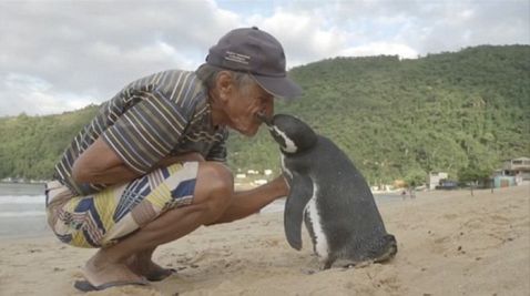 Дивовижна історія цього пінгвіна всього за пару днів підкорила весь світ!