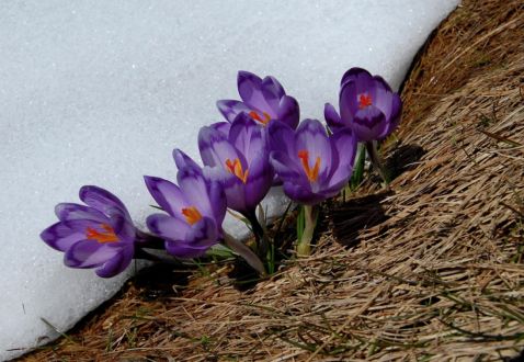 15 прекрасних і радісних знімків про те, що весна настала