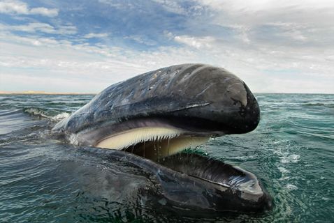 Фотограф провів 25 років на те, щоб зафіксувати величну красу китів