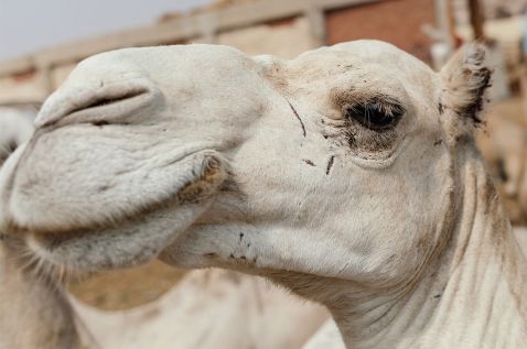 27 несамовитих знімків з самого великого ринку верблюдів в Африці