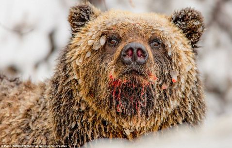 Життя ведмедів, скопійована фотографом в лісах Канади в Арктиці